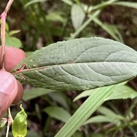 Persicaria chinensis (L.) H.Gross
